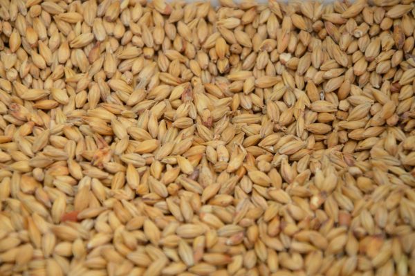 brown and white rice grains